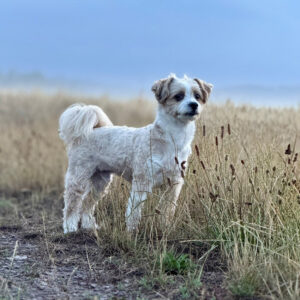 Schulhund Nailo